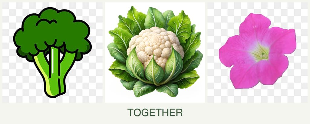 Can you plant broccoli, cauliflower and petunias together?