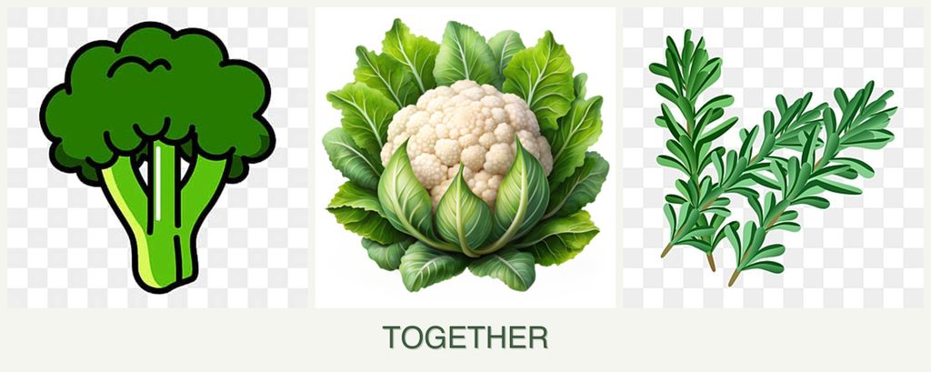 Can you plant broccoli, cauliflower and rosemary together?