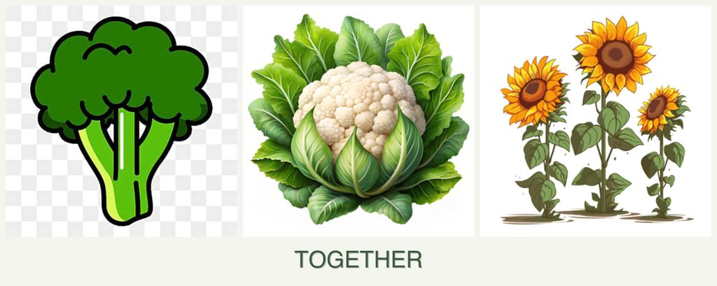Can you plant broccoli, cauliflower and sunflowers together?