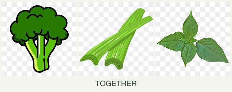 Can you plant broccoli, celery and basil together?