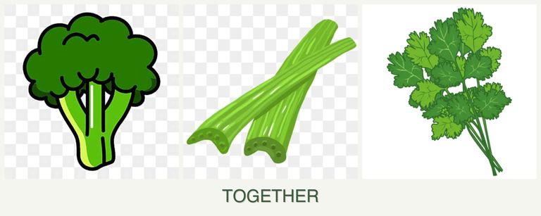 Can you plant broccoli, celery and cilantro together?