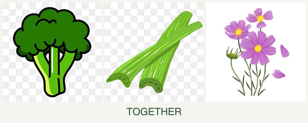 Can you plant broccoli, celery and cosmos together?