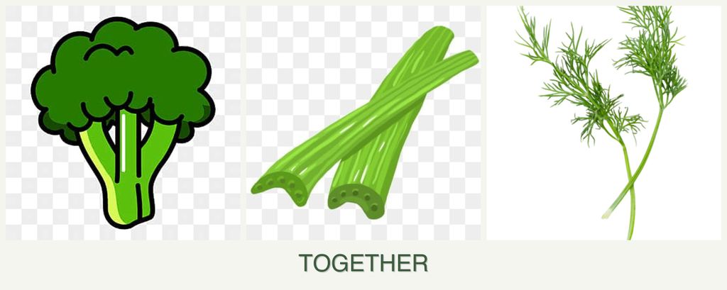 Can you plant broccoli, celery and dill together?