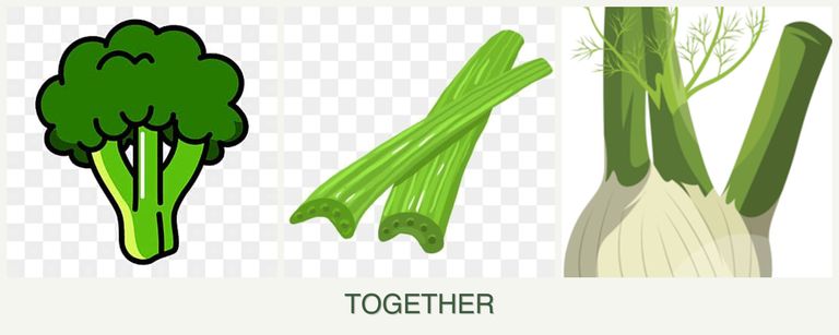 Can you plant broccoli, celery and fennel together?