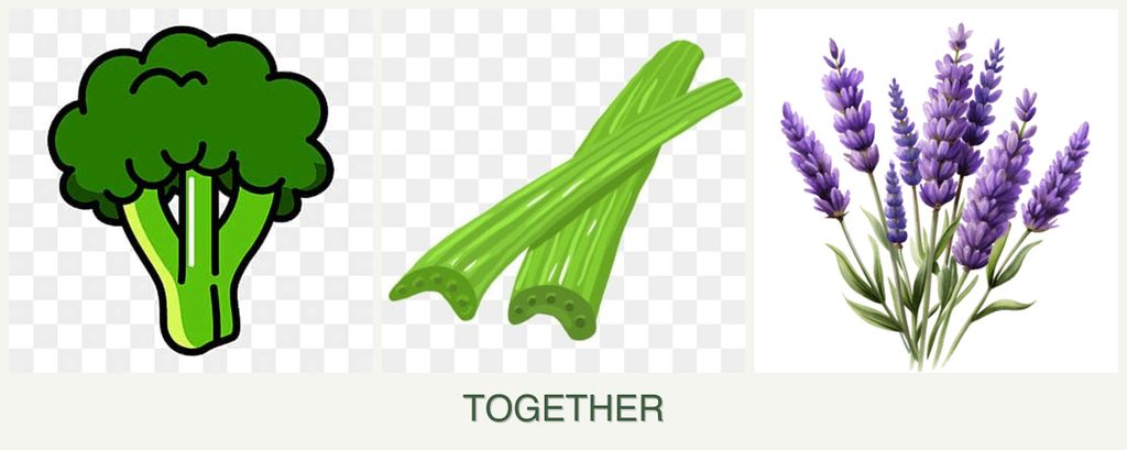 Can you plant broccoli, celery and lavender together?