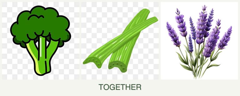 Can you plant broccoli, celery and lavender together?