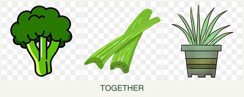 Can you plant broccoli, celery and lemongrass together?