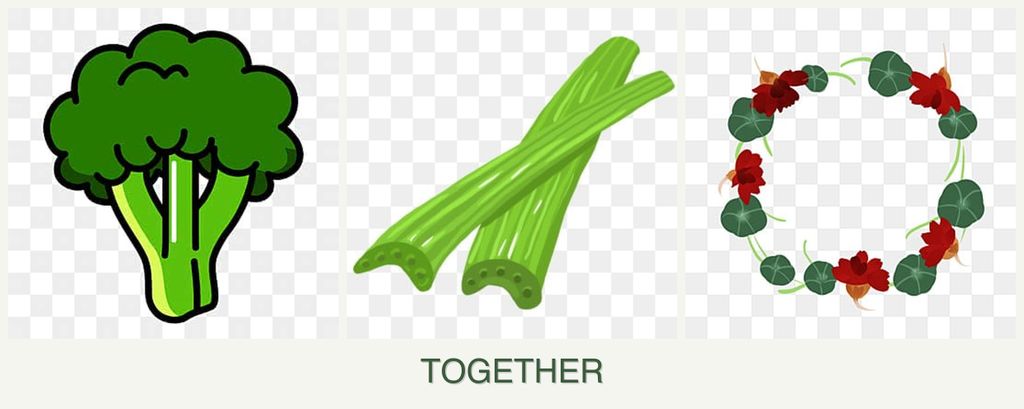 Can you plant broccoli, celery and nasturtiums together?