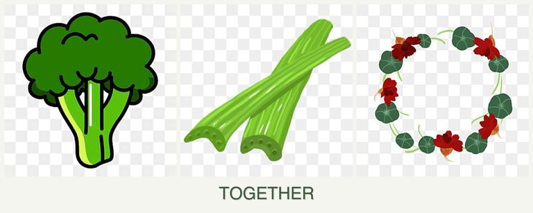Can you plant broccoli, celery and nasturtiums together?