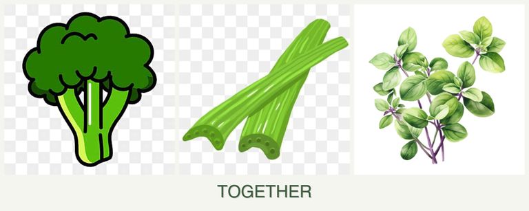 Can you plant broccoli, celery and oregano together?