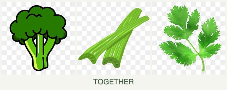 Can you plant broccoli, celery and parsley together?
