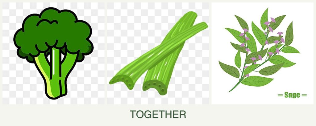 Can you plant broccoli, celery and sage together?