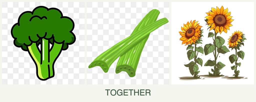 Can you plant broccoli, celery and sunflowers together?