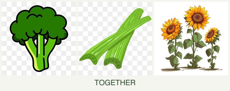 Can you plant broccoli, celery and sunflowers together?