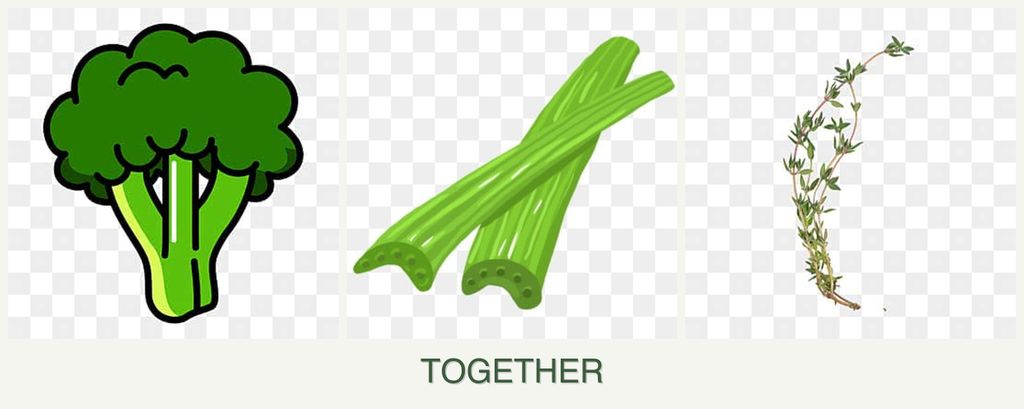 Can you plant broccoli, celery and thyme together?