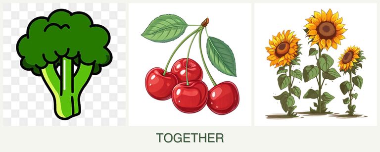 Can you plant broccoli, cherries and sunflowers together?