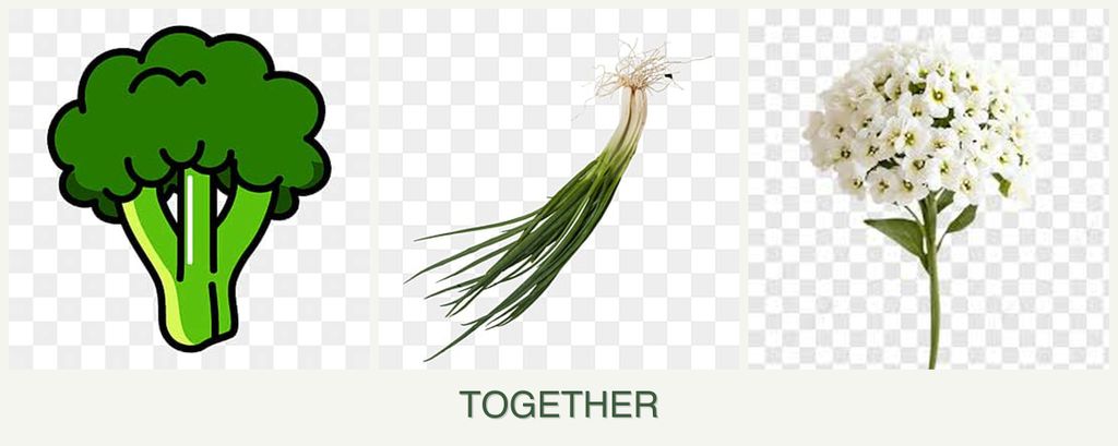 Can you plant broccoli, chives and alyssum together?