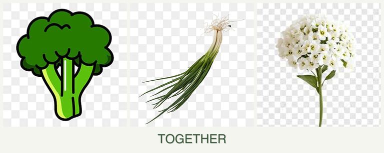 Can you plant broccoli, chives and alyssum together?