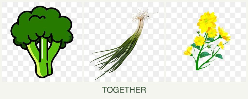Can you plant broccoli, chives and calendula together?