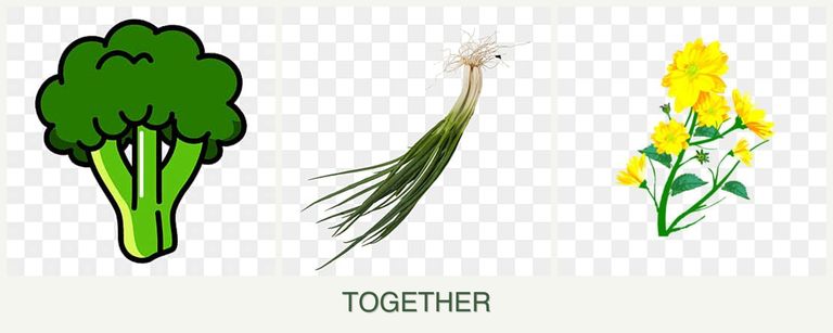 Can you plant broccoli, chives and calendula together?