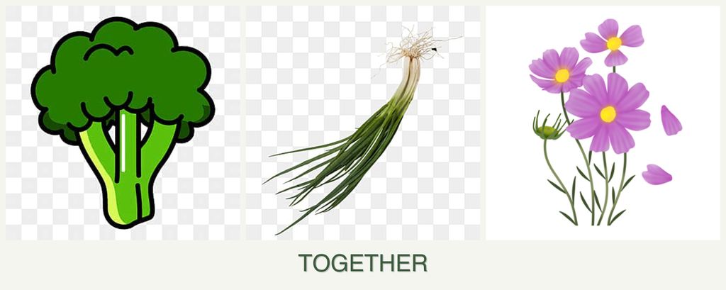 Can you plant broccoli, chives and cosmos together?