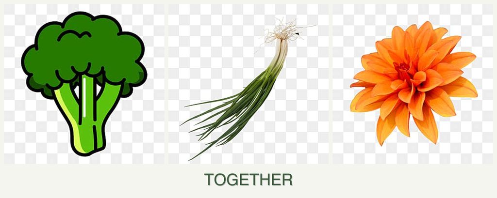 Can you plant broccoli, chives and dahlias together?