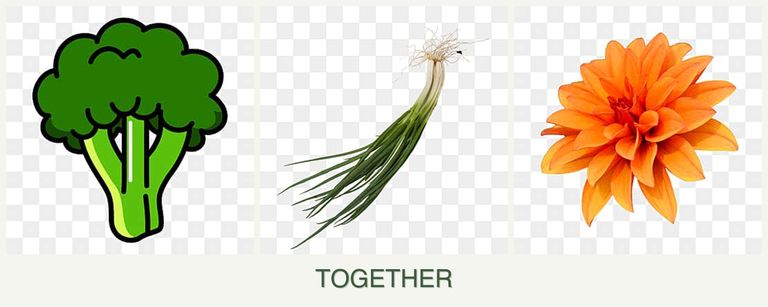 Can you plant broccoli, chives and dahlias together?