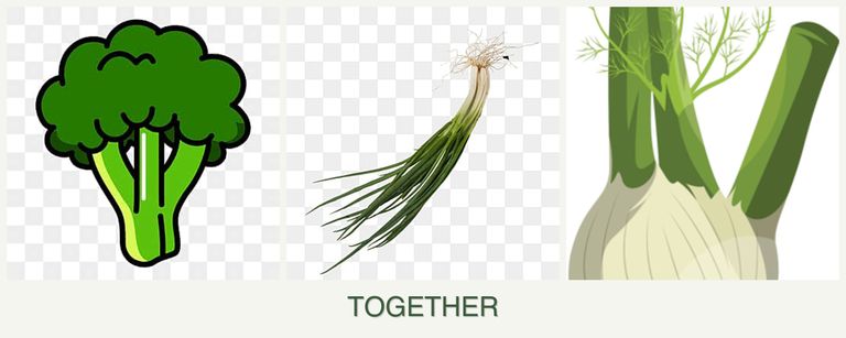 Can you plant broccoli, chives and fennel together?