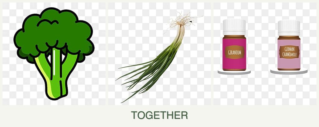 Can you plant broccoli, chives and geraniums together?