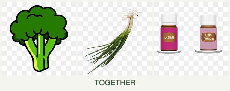 Can you plant broccoli, chives and geraniums together?