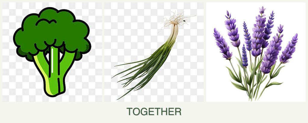 Can you plant broccoli, chives and lavender together?
