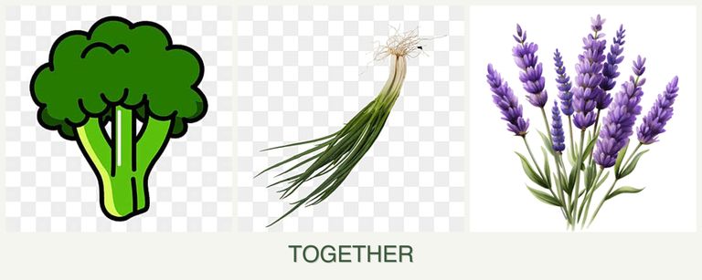 Can you plant broccoli, chives and lavender together?