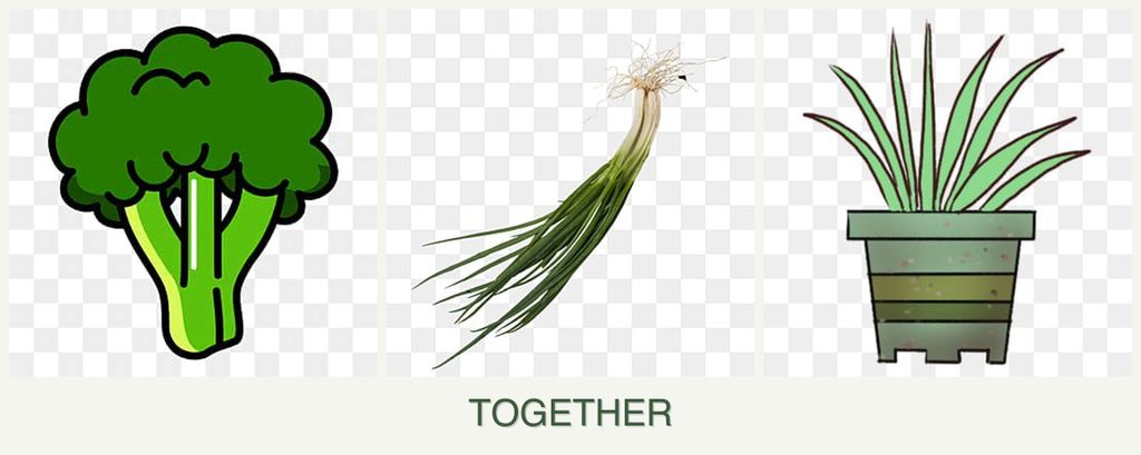 Can you plant broccoli, chives and lemongrass together?