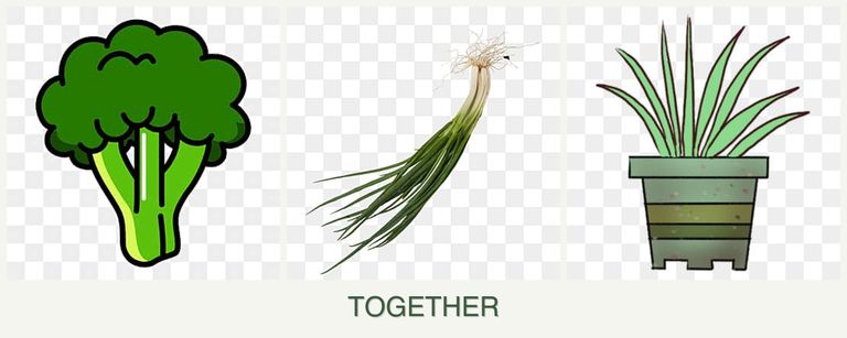 Can you plant broccoli, chives and lemongrass together?