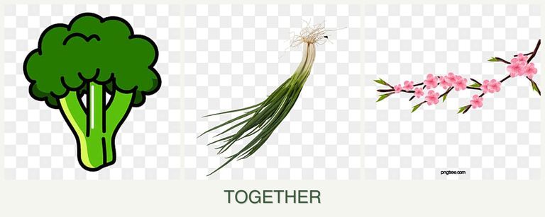 Can you plant broccoli, chives and peaches together?