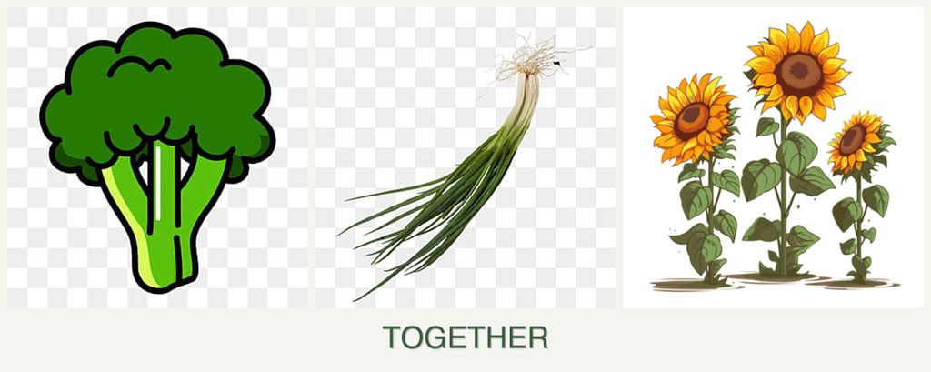 Can you plant broccoli, chives and sunflowers together?