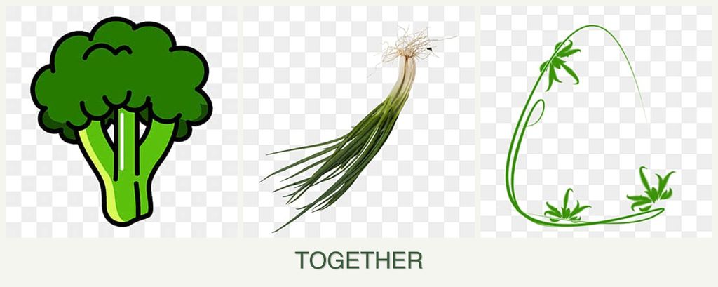 Can you plant broccoli, chives and tarragon together?