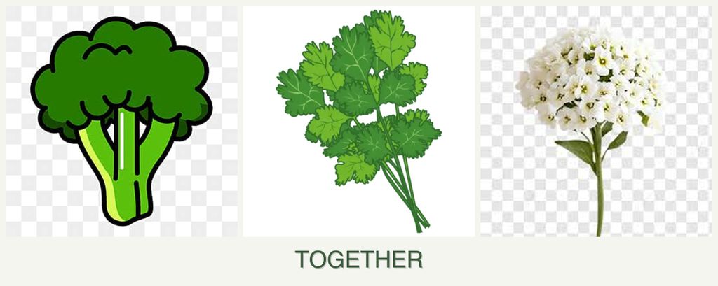 Can you plant broccoli, cilantro and alyssum together?
