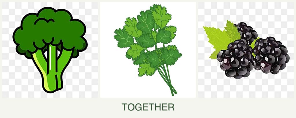 Can you plant broccoli, cilantro and blackberries together?