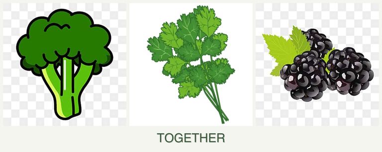 Can you plant broccoli, cilantro and blackberries together?