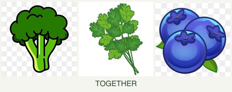 Can you plant broccoli, cilantro and blueberries together?