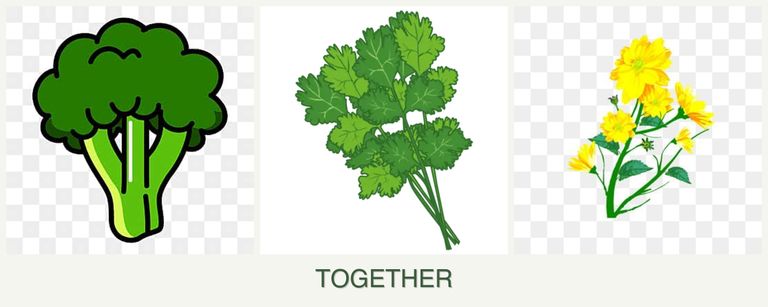 Can you plant broccoli, cilantro and calendula together?