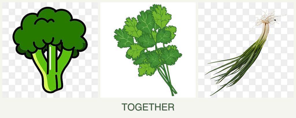 Can you plant broccoli, cilantro and chives together?