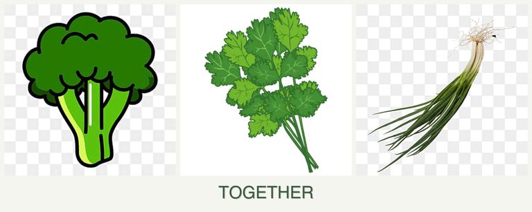 Can you plant broccoli, cilantro and chives together?