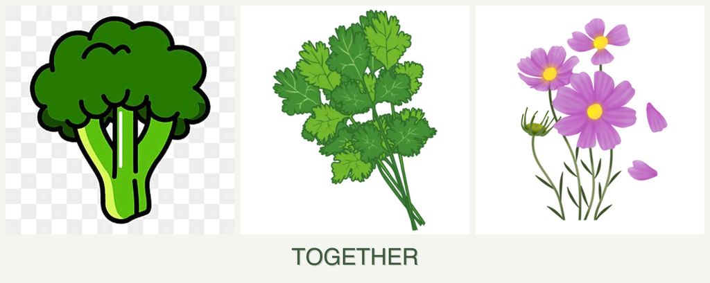 Can you plant broccoli, cilantro and cosmos together?