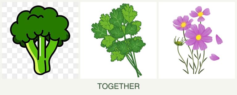 Can you plant broccoli, cilantro and cosmos together?