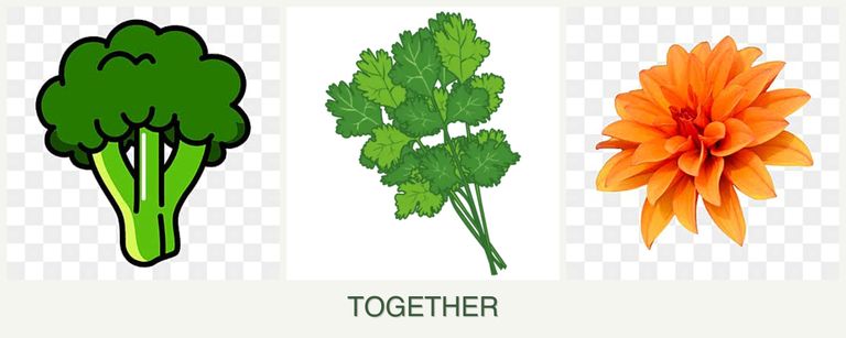 Can you plant broccoli, cilantro and dahlias together?