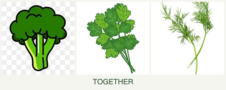 Can you plant broccoli, cilantro and dill together?