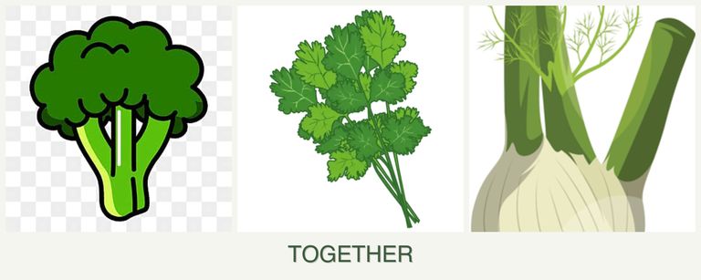 Can you plant broccoli, cilantro and fennel together?