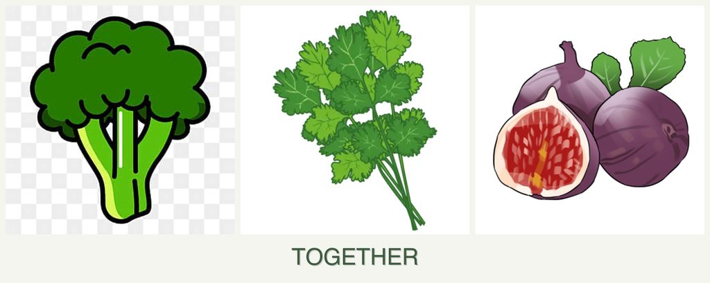 Can you plant broccoli, cilantro and figs together?